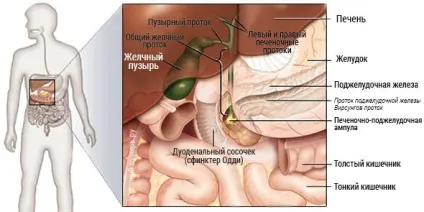 Узі жовчного міхура як підготуватися, розшифровка (жовчного) Узі жовчного міхура як підготуватися, розшифровка