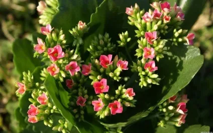 Догляд в домашніх умовах за каланхое - посадка і догляд за каланхое, вирощування, полив і хвороби (домашніх) Догляд в домашніх умовах за каланхое - посадка і догляд за каланхое, вирощування, полив і хвороби