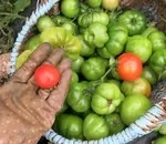 Підкажіть сорти томатів, стійких до фітофтори (підкажіть сорти томатів) Підкажіть сорти томатів, стійких до фітофтори