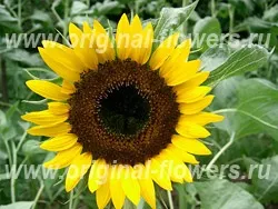 Соняшник - helianthus annuus догляд, фото, хвороби, опис (helianthus annuus догляд) Соняшник - helianthus annuus догляд, фото, хвороби, опис
