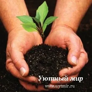 Підготовка ґрунтової суміші для розсади - затишний світ - інформаційний портал