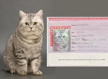 Підбираємо ім'я кошеняті