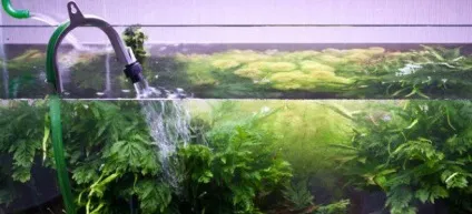 Підміна води в акваріумі