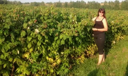 Підживлення чагарників навесні - які добрива і коли вносити відео (чагарників) Підживлення чагарників навесні - які добрива і коли вносити відео
