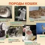 Порода кішок Менкс ціна, опис породи, відгуки власників, характер, особливості та (Менкс) Порода кішок Менкс ціна, опис породи, відгуки власників, характер, особливості та