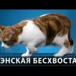 Порода кішок Менкс ціна, опис породи, відгуки власників, характер, особливості та (Менкс) Порода кішок Менкс ціна, опис породи, відгуки власників, характер, особливості та