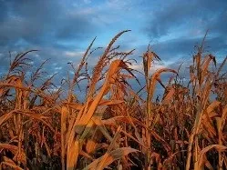 Псування вековуха ознаки, спосіб зняття ~ все про любовної магії (позбавлення) Псування вековуха ознаки, спосіб зняття ~ все про любовної магії