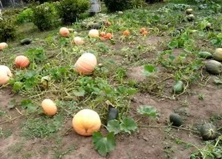 Посадка гарбуза догляд і вирощування розсади гарбуза (вирощування) Посадка гарбуза догляд і вирощування розсади гарбуза