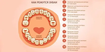 Послідовність прорізування зубів у дітей, схема і таблиця зростання (послідовність) Послідовність прорізування зубів у дітей, схема і таблиця зростання