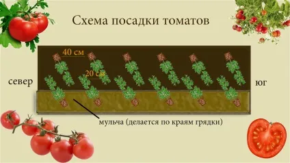 Посадка помідорів в теплицю вимагає грамотного підходу як садити правильно, посадити томати і (посадка) Посадка помідорів в теплицю вимагає грамотного підходу як садити правильно, посадити томати і