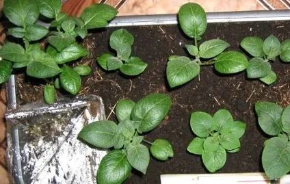 Посадка картоплі паростками - повна технологія вирощування (паростками) Посадка картоплі паростками - повна технологія вирощування