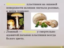 Презентація - гриби