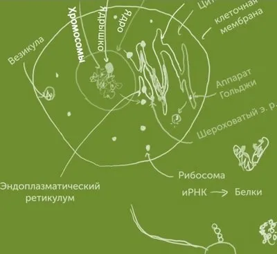 Правильне харчування клітини організму (харчування) Правильне харчування клітини організму