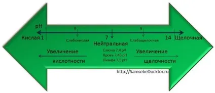 Правильне харчування клітини організму (клітини) Правильне харчування клітини організму
