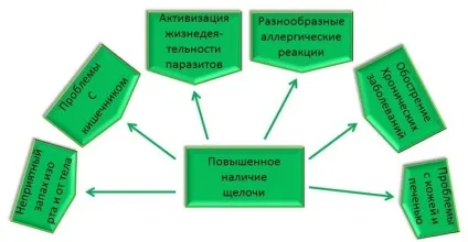 Правильне харчування клітини організму (правильне) Правильне харчування клітини організму
