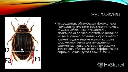 Презентація на тему важелі в тілі людини приводячи в рух кістку, м'яз діє на неї, як (людини) Презентація на тему важелі в тілі людини приводячи в рух кістку, м'яз діє на неї, як