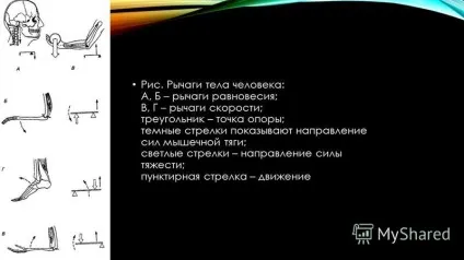 Презентація на тему важелі в тілі людини приводячи в рух кістку, м'яз діє на неї, як (що має точку опори) Презентація на тему важелі в тілі людини приводячи в рух кістку, м'яз діє на неї, як
