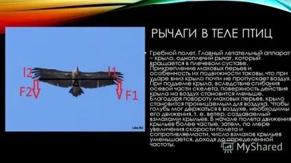 Презентація на тему важелі в тілі людини приводячи в рух кістку, м'яз діє на неї, як (теле) Презентація на тему важелі в тілі людини приводячи в рух кістку, м'яз діє на неї, як