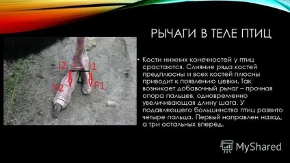 Презентація на тему важелі в тілі людини приводячи в рух кістку, м'яз діє на неї, як (теле) Презентація на тему важелі в тілі людини приводячи в рух кістку, м'яз діє на неї, як