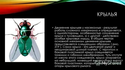 Презентація на тему важелі в тілі людини приводячи в рух кістку, м'яз діє на неї, як (як важіль. В механіці важелем називають тверде тіло) Презентація на тему важелі в тілі людини приводячи в рух кістку, м'яз діє на неї, як