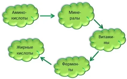 Правильне харчування клітини організму (Порушення харчування клітини) Правильне харчування клітини організму