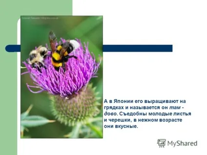 Презентація на тему цікава рослина - реп'ях виконала покришка дарья, учениця 2в класу (цікаве) Презентація на тему цікава рослина - реп'ях виконала покришка дарья, учениця 2в класу