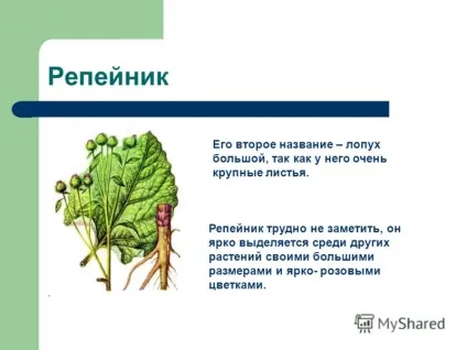 Презентація на тему цікава рослина - реп'ях виконала покришка дарья, учениця 2в класу (реп'ях виконала: покришка дарья) Презентація на тему цікава рослина - реп'ях виконала покришка дарья, учениця 2в класу