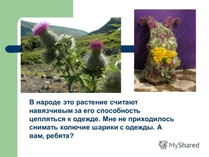 Презентація на тему цікава рослина - реп'ях виконала покришка дарья, учениця 2в класу (учениця 2в класу.) Презентація на тему цікава рослина - реп'ях виконала покришка дарья, учениця 2в класу