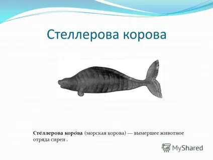 Презентація на тему морська корова морська корова (морська корова) вимерла тварина загону (ллерова) Презентація на тему морська корова морська корова (морська корова) вимерла тварина загону