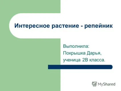 Презентація на тему цікава рослина - реп'ях виконала покришка дарья, учениця 2в класу (виконала) Презентація на тему цікава рослина - реп'ях виконала покришка дарья, учениця 2в класу