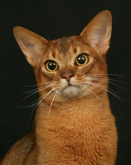 Правильне харчування для кішок (кішок) Правильне харчування для кішок