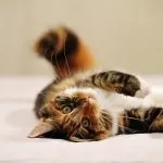 Ознаки котячого отиту - як лікувати отит у кішок (отит) Ознаки котячого отиту - як лікувати отит у кішок