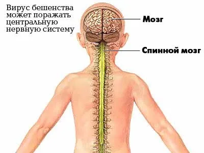 Ознаки сказу у людини після укусу кішки (людини) Ознаки сказу у людини після укусу кішки