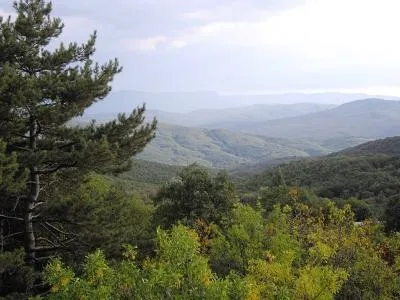 Природа рослини і тварини криму (рослини) Природа рослини і тварини криму