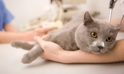Ознаки котячого отиту - як лікувати отит у кішок (кішок) Ознаки котячого отиту - як лікувати отит у кішок