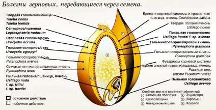 Протруйники насіння призначення, застосування, виробники (протруйники) Протруйники насіння призначення, застосування, виробники
