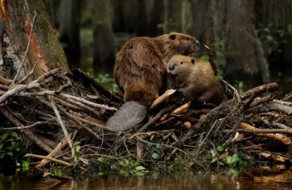 Прохідний капкан на бобра своїми руками (руками) Прохідний капкан на бобра своїми руками