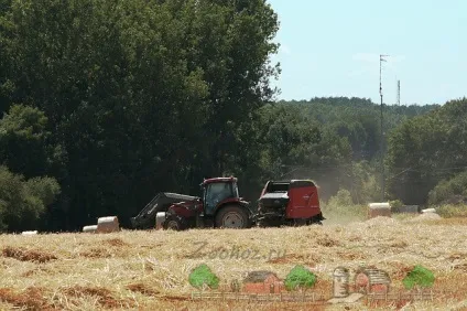 Розведення свиней і свинарство як бізнес в домашніх умовах вигідно тримати і вирощувати (умовах) Розведення свиней і свинарство як бізнес в домашніх умовах вигідно тримати і вирощувати