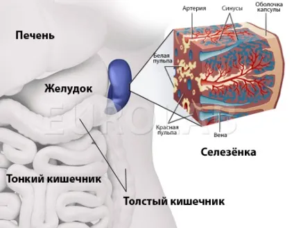 Розрив селезінки симптоми, причини, лікування і наслідки (причини) Розрив селезінки симптоми, причини, лікування і наслідки