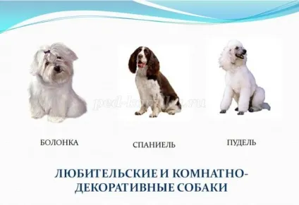 Ребуси для учнів 3-4 класів з відповідями (гуляє двору забираючись) Ребуси для учнів 3-4 класів з відповідями