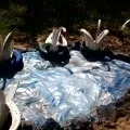 Розпис стін в дитячому садку