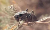 Рибальські насадки - секретні, маловідомі, тваринні насадки для лову риби (тварини насадки) Рибальські насадки - секретні, маловідомі, тваринні насадки для лову риби