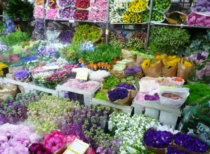Ризький ринок квітів, квітковий ринок на ризькій час роботи, фото, відгуки, ринки Москви (ризький) Ризький ринок квітів, квітковий ринок на ризькій час роботи, фото, відгуки, ринки москви