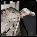 Блювота шерстю у кішок