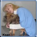 Блювота шерстю у кішок