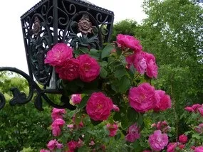 Троянди аромат наповнив сад (троянди) Троянди аромат наповнив сад