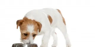 Royal canin - статті про собак