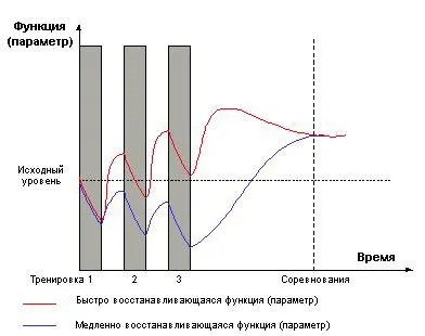Зростання м'язів принципи і складові (м'язів) Зростання м'язів принципи і складові