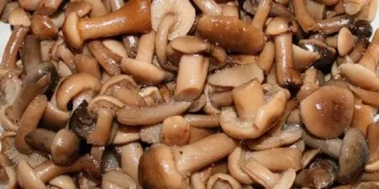 Салат з маринованими опеньками - рецепти з фото, калорійність (салат) Салат з маринованими опеньками - рецепти з фото, калорійність