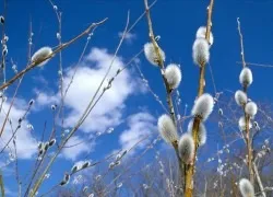Вербна неділя - народні прикмети та обряди, змови, змови, обряди на вербну неділю (неділя) Вербна неділя - народні прикмети та обряди, змови, змови, обряди на вербну неділю